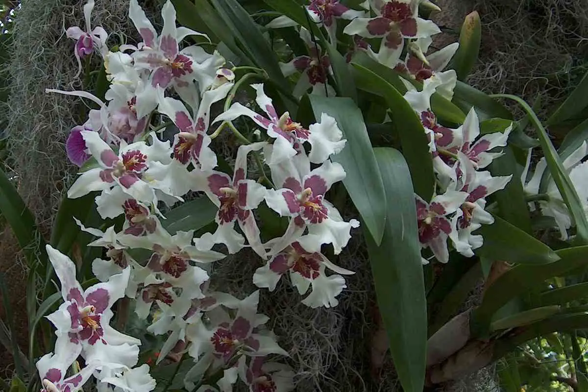 Como plantar orquídea na árvore