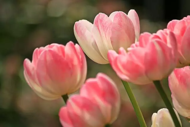 Como Cuidar De Tulipas Plantadas Em Vaso