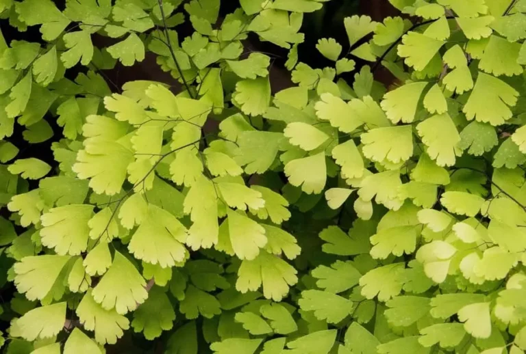 Avenca: uma planta versátil para decoração e paisagismo