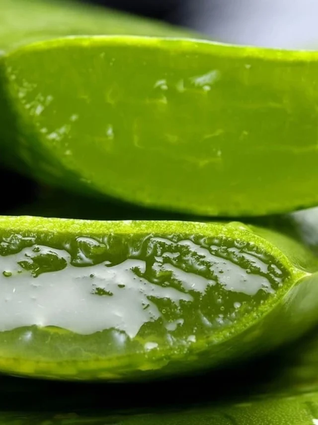 cropped-a-babosa-uma-planta-cheia-de-curiosidades.webp