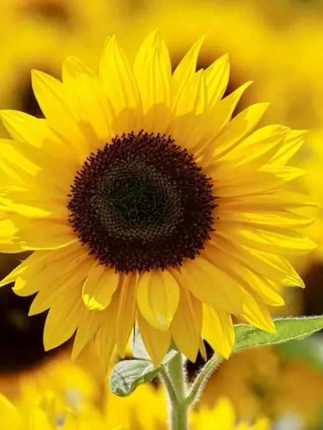 cropped-como-plantar-descubra-as-fascinantes-caracteristicas-do-girassol.webp
