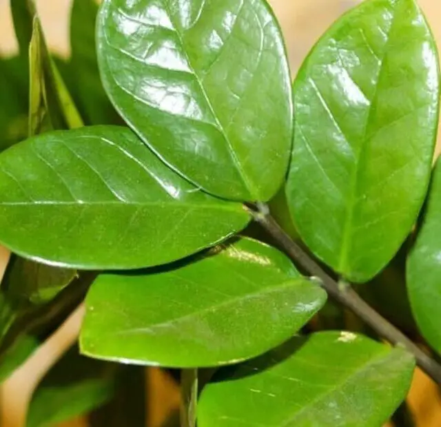 cropped-cuidados-para-manter-sua-zamioculcas-saudavel-e-exuberante.jpg