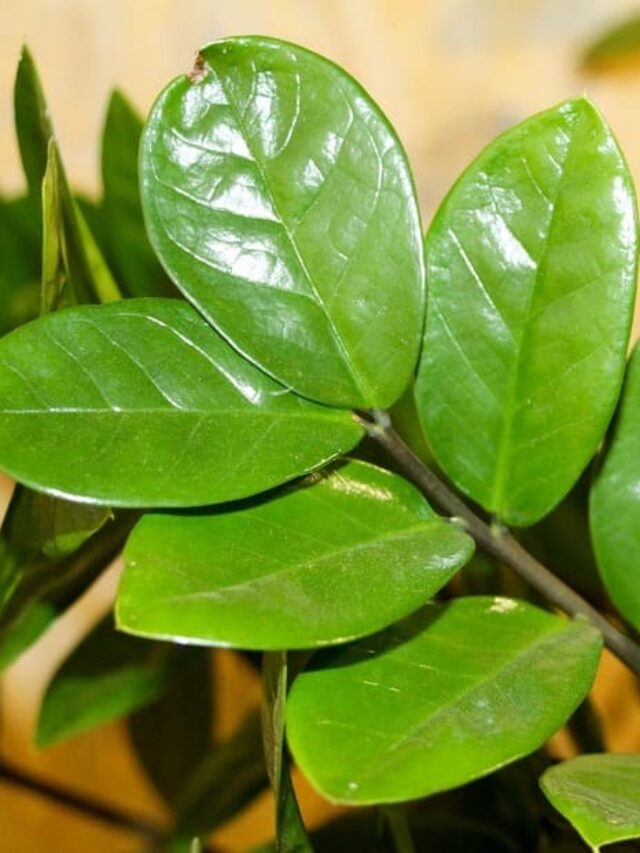 cropped-cuidados-para-manter-sua-zamioculcas-saudavel-e-exuberante.jpg