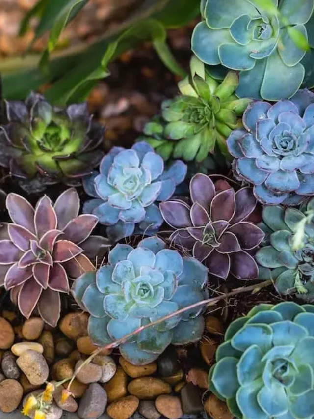 cropped-curiosidades-sobre-as-plantas-suculentas-adaptacoes-incriveis-e-cuidados.webp