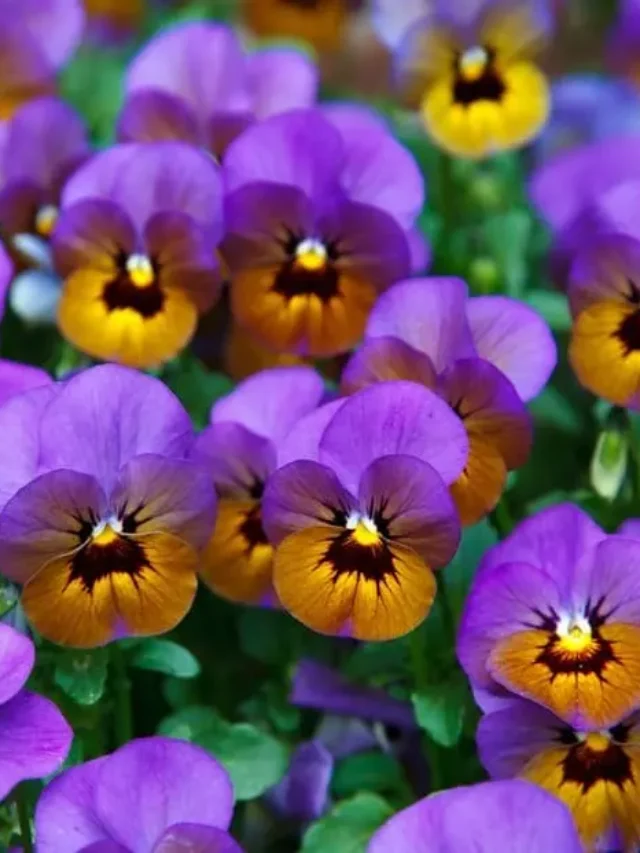 cropped-o-amor-perfeito-uma-flor-encantadora-para-o-seu-jardim.webp