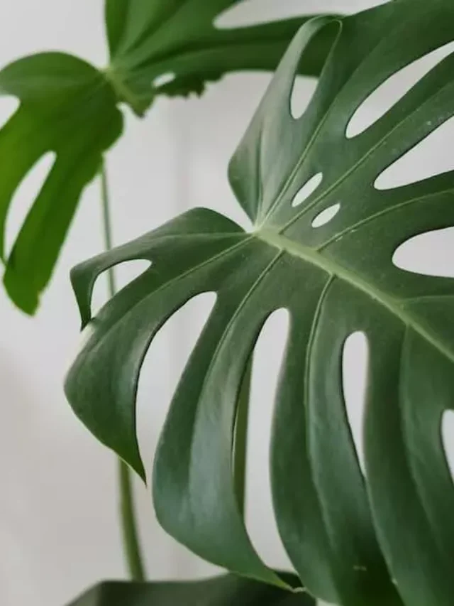 cropped-planta-costela-de-adao-luz-agua-e-temperatura-o-equilibrio-perfeito-para-o-cultivo-da-costela-de-adao.webp