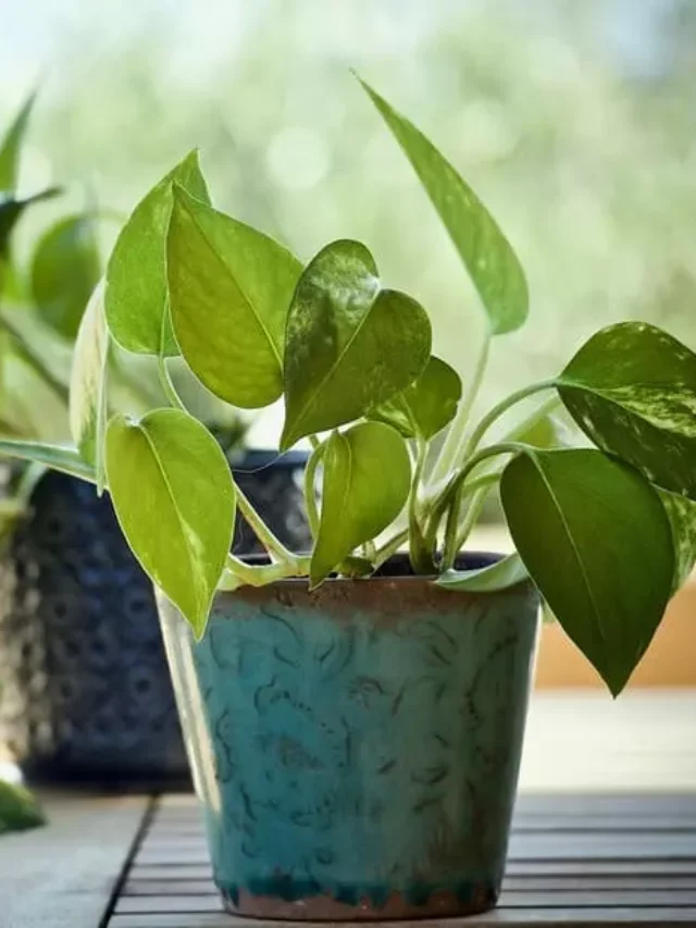 cropped-planta-jiboia-dicas-essenciais-de-cuidados.webp