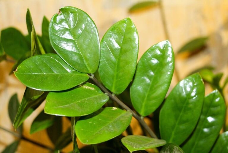 Cuidados para manter sua zamioculcas saudável e exuberante
