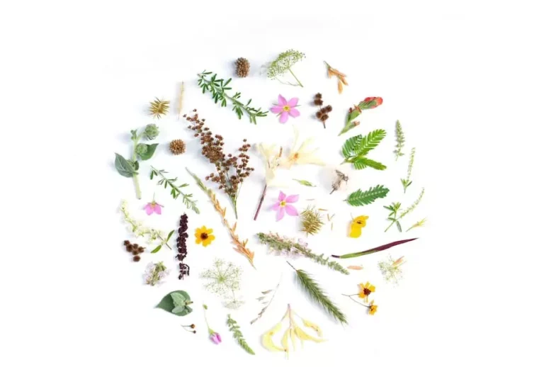 Curiosidades botânicas: fatos interessantes sobre o mundo das plantas