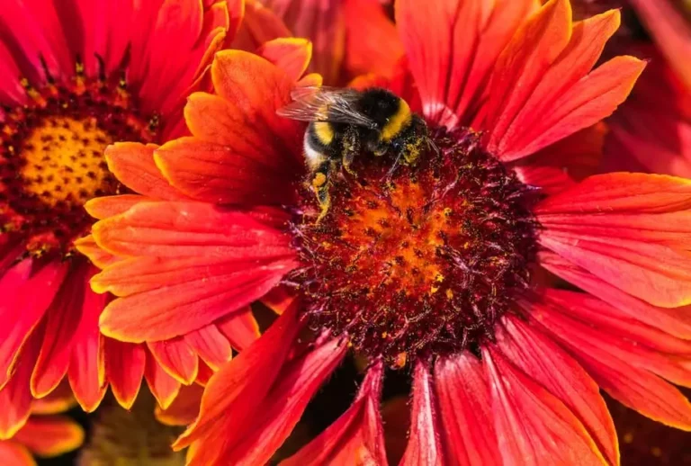 Insetos benéficos para o jardim: conheça os aliados naturais no controle de pragas