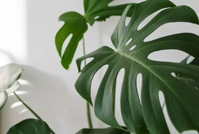 Luz, água e temperatura: o equilíbrio perfeito para o cultivo da costela de adão