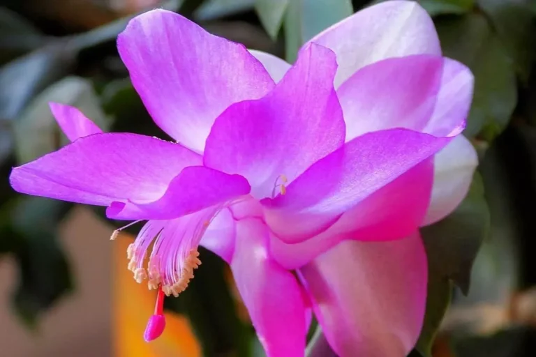 Aprenda como cultivar a flor de maio com sucesso