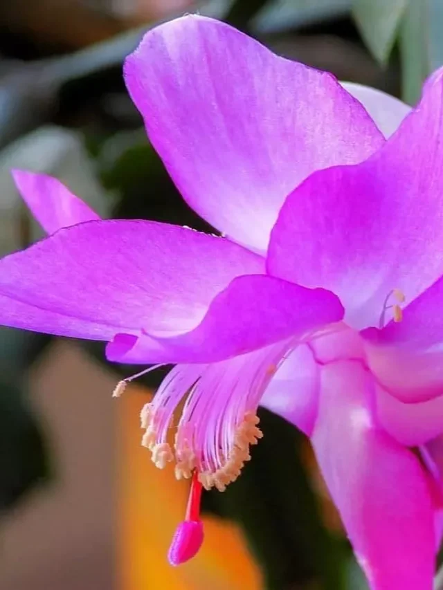 cropped-como-cultivar-a-flor-de-maio.webp