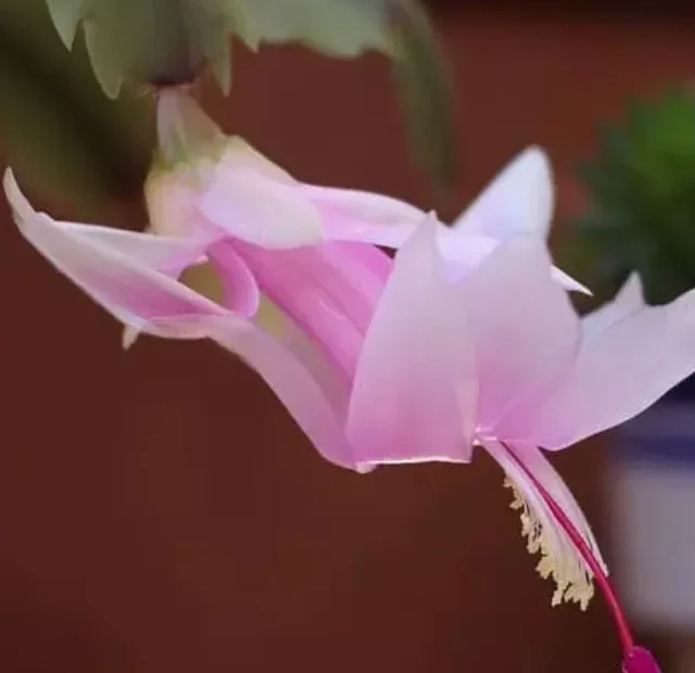 cropped-cultivar-a-flor-de-maio.webp