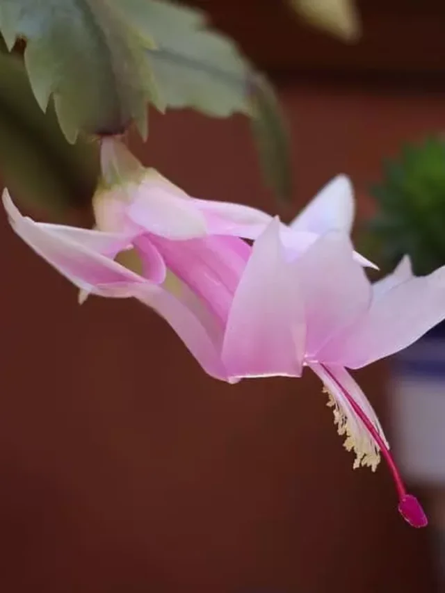 cropped-cultivar-a-flor-de-maio.webp