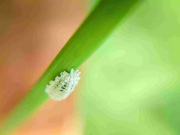 Experimente esta receita para eliminar as cochonilhas