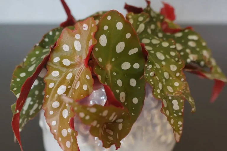 Begônia maculata: a planta de interior que é tendência