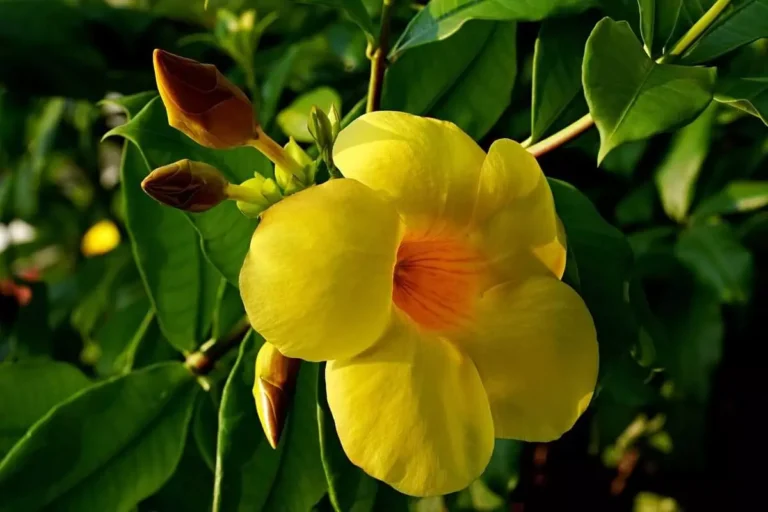 Veja como plantar a flor alamanda de maneira fácil