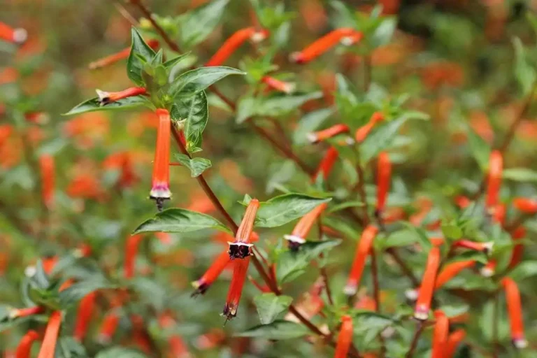 Conheça a Flor de Santo Antônio e sua beleza