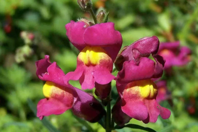 Deixe seu jardim mais radiante com a flor boca de leão