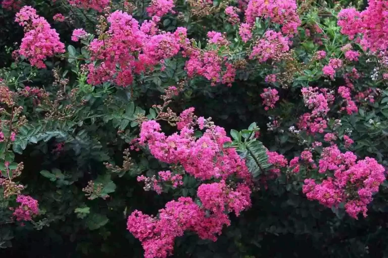 Flores de inverno para jardim: descubra quais são recomendadas