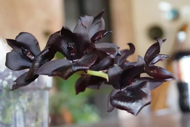 Espécie de orquídea rara Fredclarkeara After Dark que está chamando a atenção das pessoas