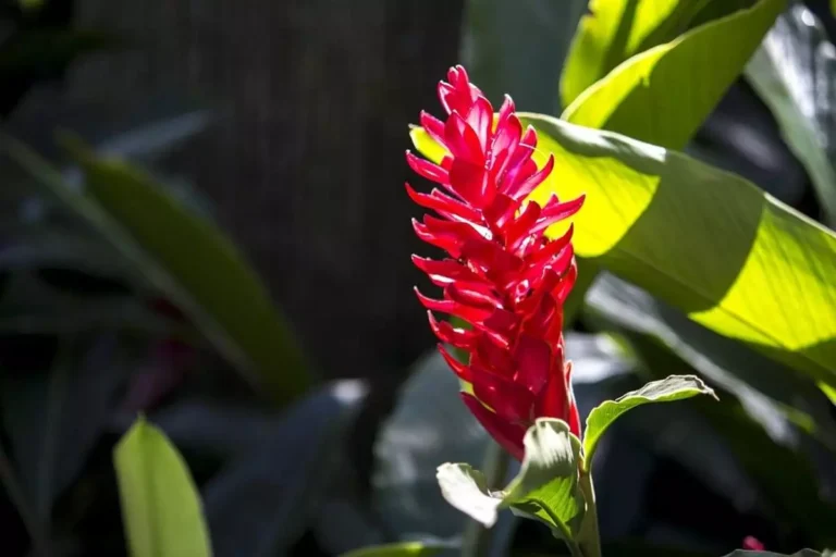 Planta Alpínia: perfeita para o paisagismo tropical