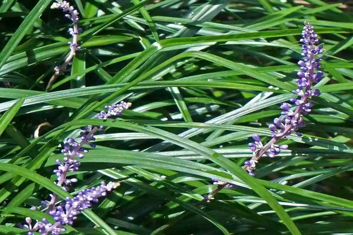 Liríope A Planta Perfeita Para Forração De Jardins