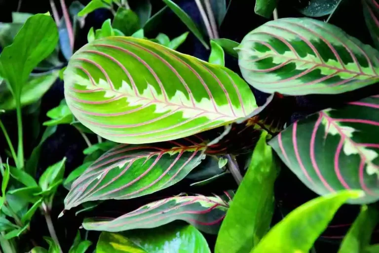 Planta Maranta: a escolha perfeita para decorar sua casa