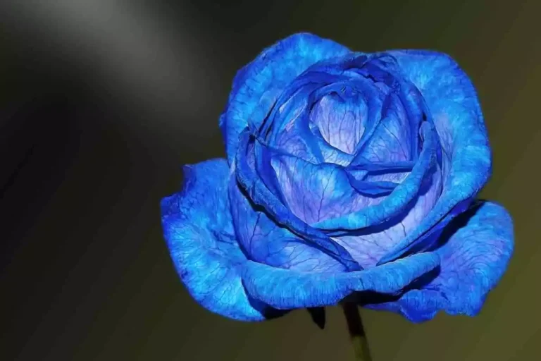 Rosa azul existe ou é mentira?