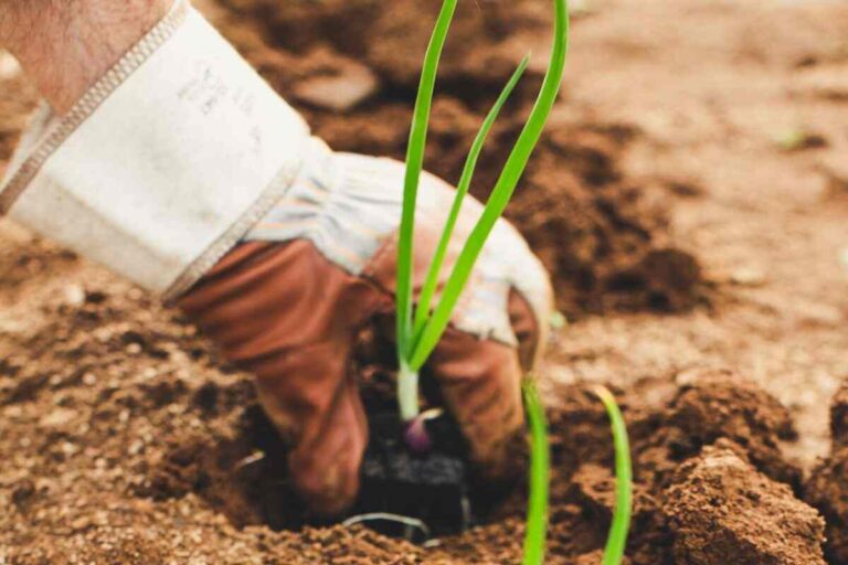 Como plantar e engrossar cebola verde