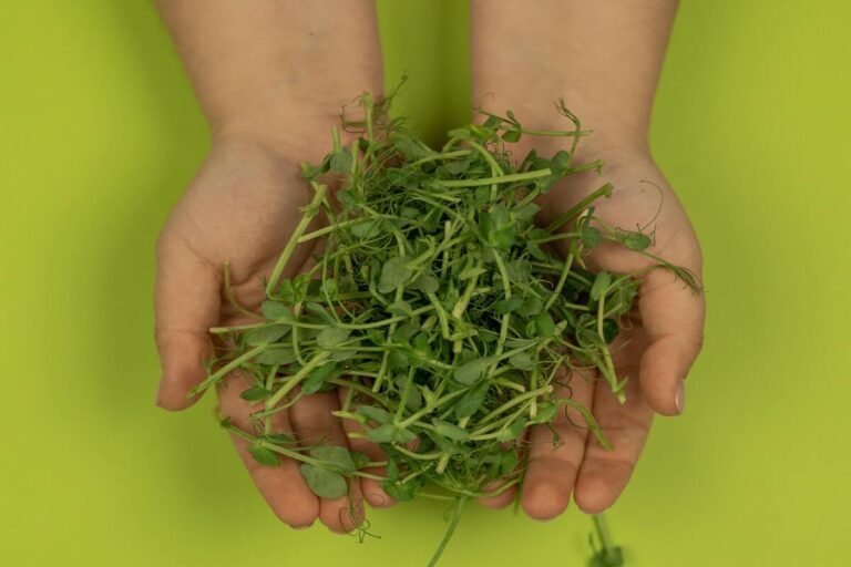 Como plantar agrião na água