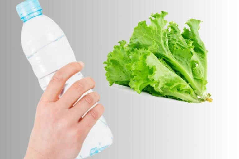 Como plantar alface na garrafa pet