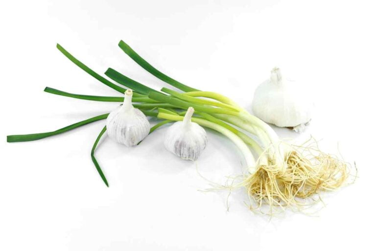 Como plantar alho poró: uma planta versátil