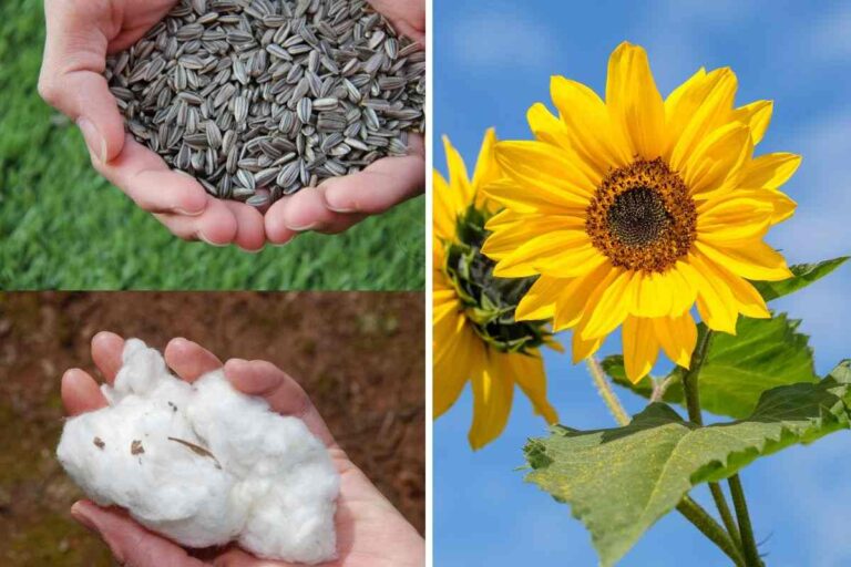 Como plantar girassol no algodão