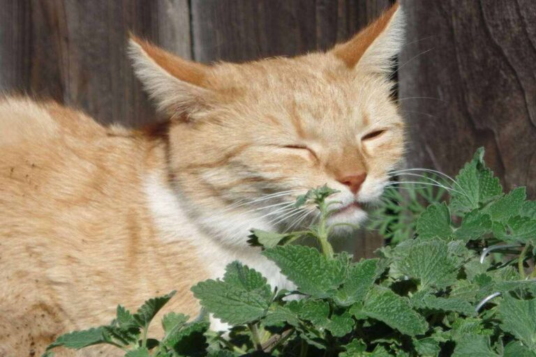 Catnip a erva de gato: veja para que serve