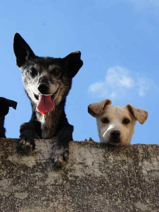 cropped-5-alimentos-proibidos-para-pets.jpg