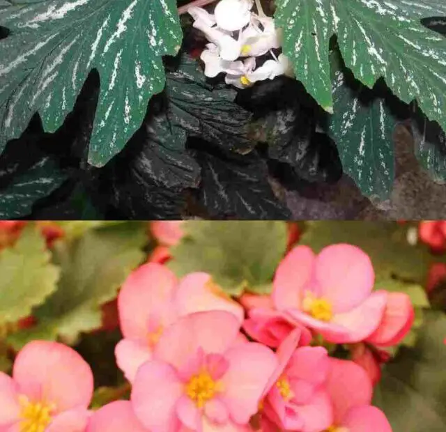begonias