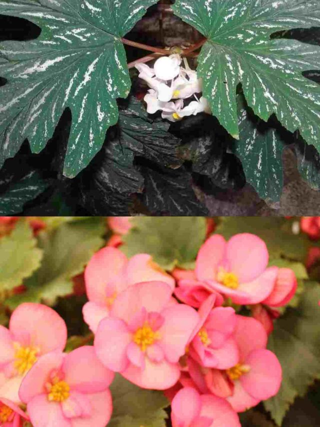 begonias