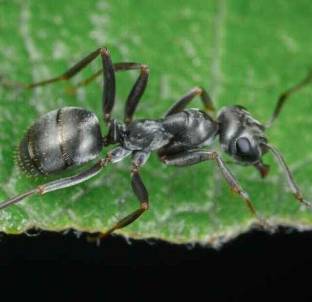 cropped-como-afastar-formigas-cortadeiras-das-plantas.jpg