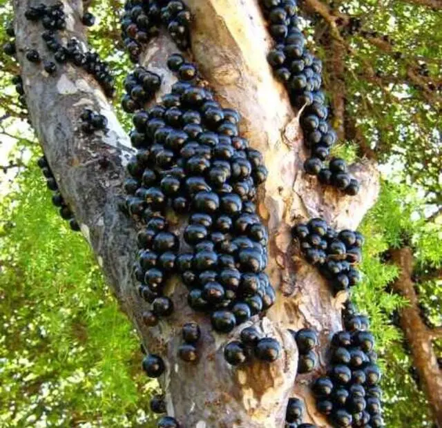cropped-como-enxertar-jabuticaba-da-maneira-certa.jpg