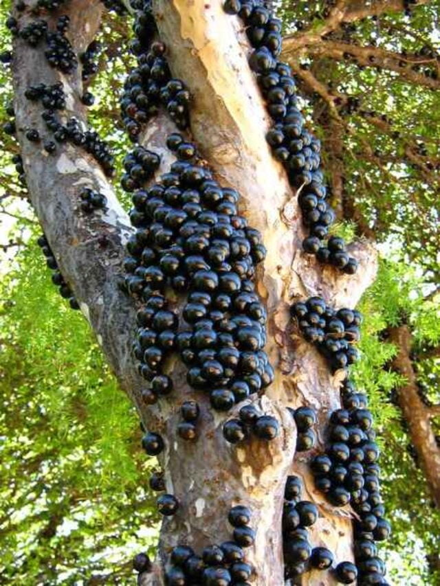 cropped-como-enxertar-jabuticaba-da-maneira-certa.jpg