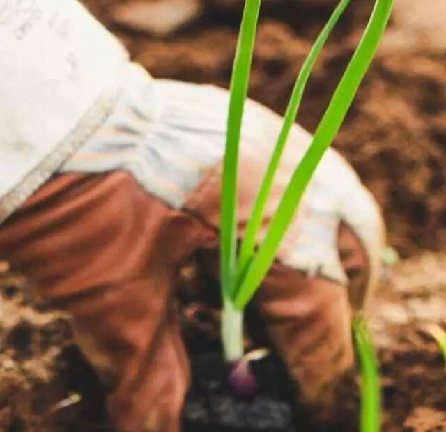 cropped-como-pcultivar-e-engrossar-cebola-verde.jpg