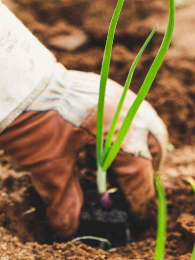 cropped-como-pcultivar-e-engrossar-cebola-verde.jpg