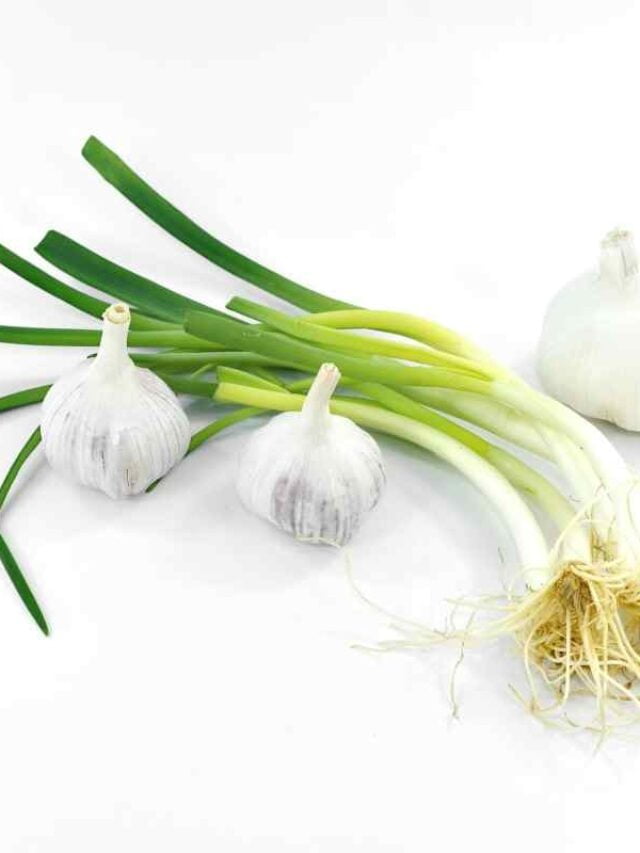 cropped-como-plantar-alho-poro.jpg