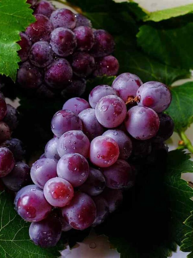 cropped-como-plantar-uva-a-partir-do-caroco.jpg