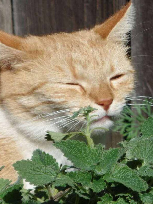 cropped-conheca-erva-de-gato-para-que-serve.jpg