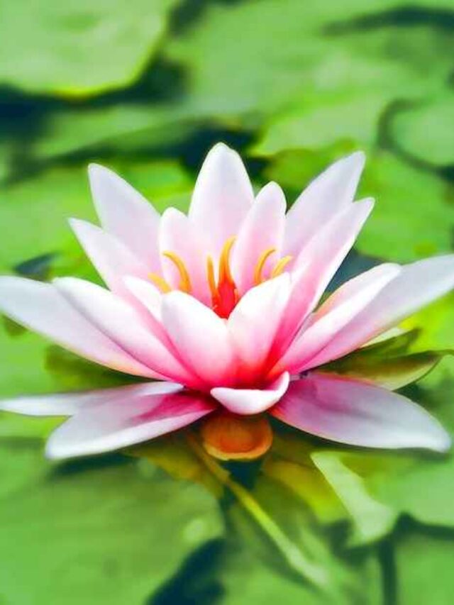 cropped-flor-da-vitoria-regia-rosa.jpg