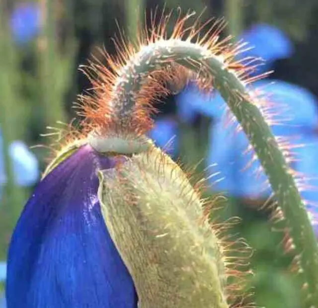 cropped-flor-de-macaco-do-himalaia-uma-planta-exotica-e-rara.jpg