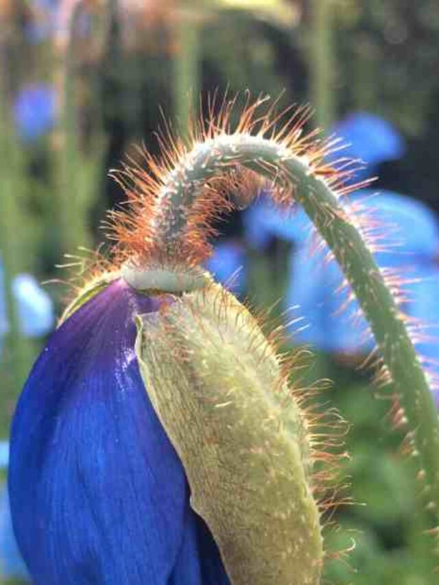 cropped-flor-de-macaco-do-himalaia-uma-planta-exotica-e-rara.jpg